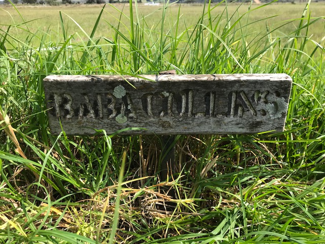 COLLINS Baba